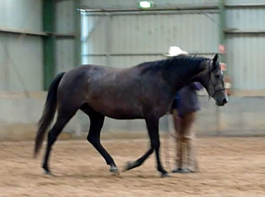 Lucy AQ, Warmblood mare