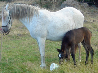 Mara's 2009 Foal